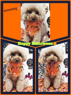 トリミング✂️