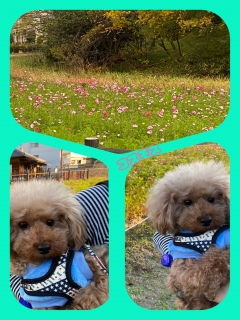 �����̎���