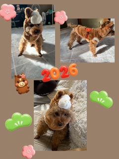 ���N����낵�����肢���܂�