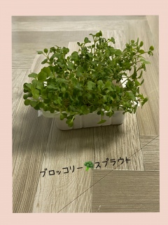 �u���b�R���[🥦�X�v���E�g