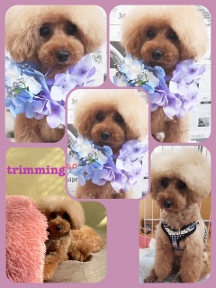5���̃g���~���O✂️